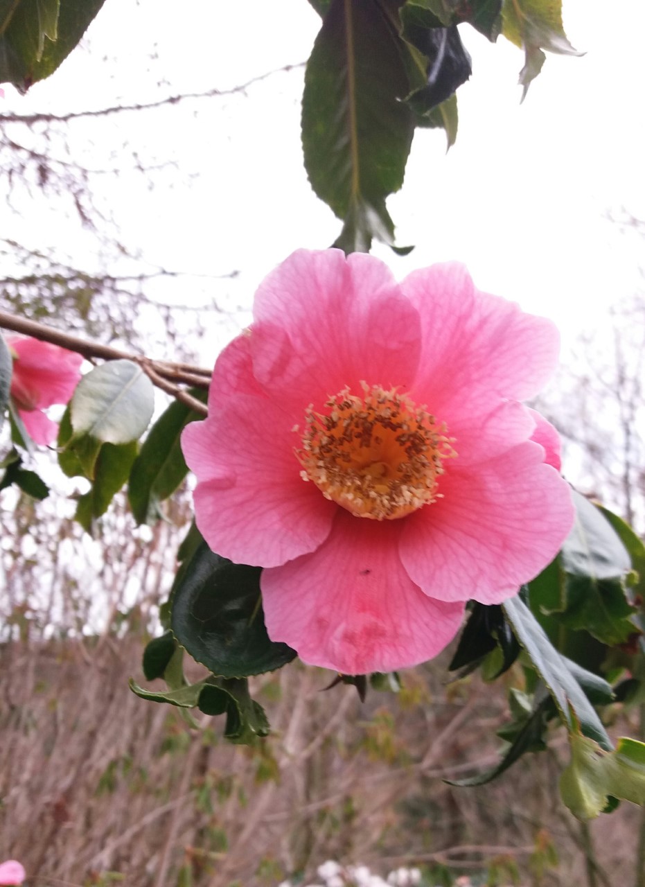 C. x williamsii 'C.F. Coates'